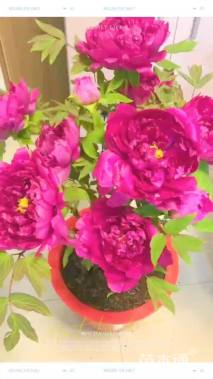 高度50厘米牡丹