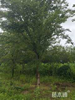 25公分榉树