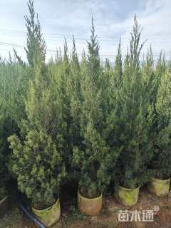 高度150厘米塔柏