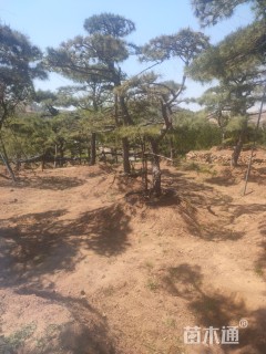 造型油松