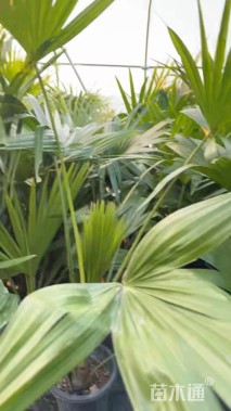裸干高70厘米蒲葵