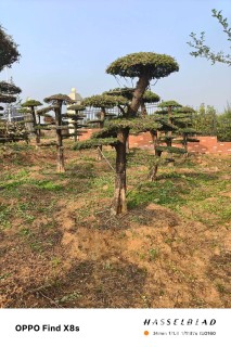 15公分对节白蜡