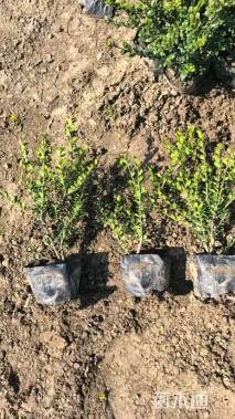 高度25厘米龟甲冬青