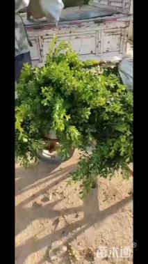 高度30厘米瓜子黄杨