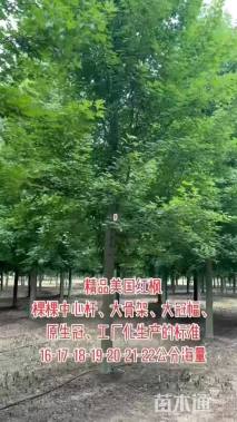 14公分美国红枫