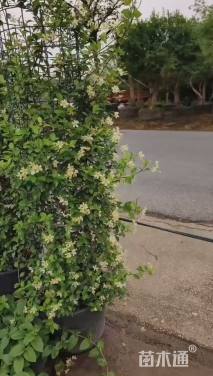 180厘米风车茉莉