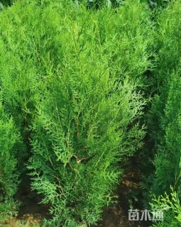 高度200厘米侧柏