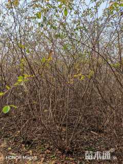 高度250厘米水栒子