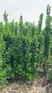 高度180厘米北海道黄杨