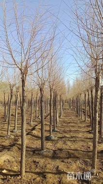 6公分中华金叶榆