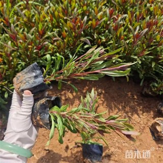 高度28厘米千鸟花