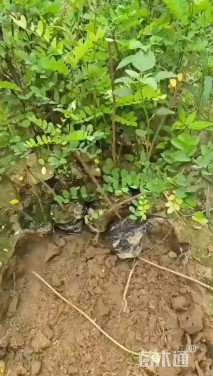 高度30厘米紫穗槐