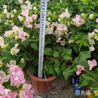 容器苗红花继木