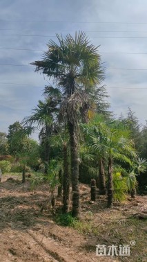 裸干高400厘米棕榈