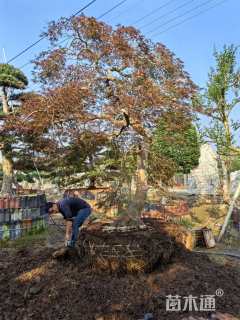 高度320厘米羽毛枫