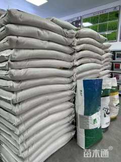 然艺花卉硫华菊种子