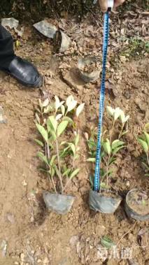 0.1公分红叶石楠