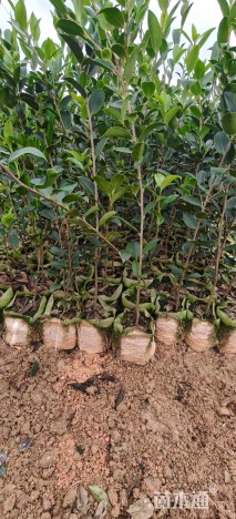 高度50厘米油茶