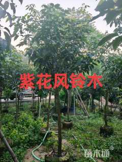 1公分紫花风铃木