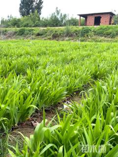 高度25厘米鸢尾