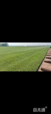 草块状草皮