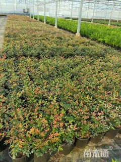 高度15厘米南天竹