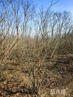 高度180厘米丛生金银木