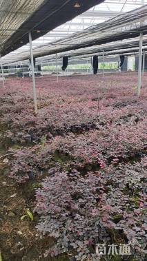 高度40厘米红花继木