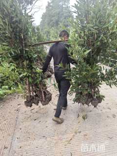 高度220厘米法国冬青