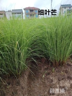 高度20厘米细叶芒
