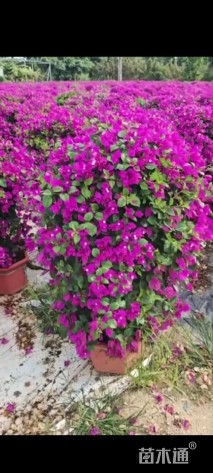 高度30厘米紫花三角梅