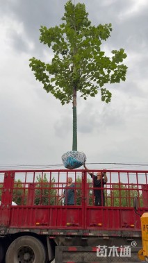 高度200厘米丛生黄栌