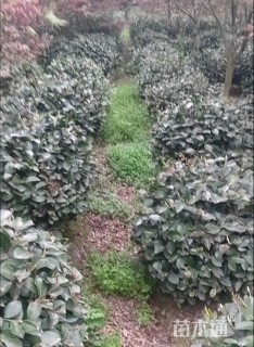 冠幅60厘米茶梅球