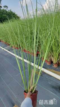 高度60厘米香根草