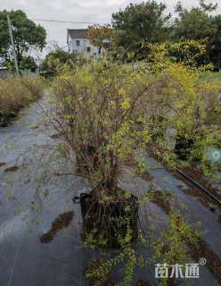 高度100厘米喷雪花