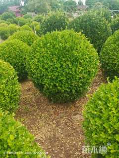 高度70厘米瓜子黄杨