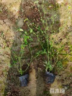 高度50厘米棣棠