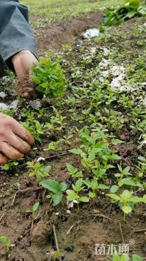 高度10厘米柏木