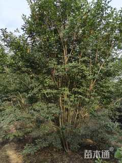 高度350厘米丛生紫薇