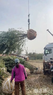 高度300厘米丛生茶条槭