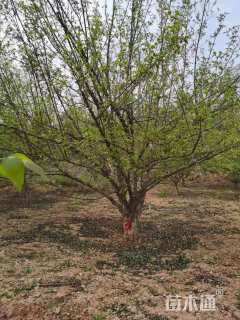 高度400厘米山茱萸
