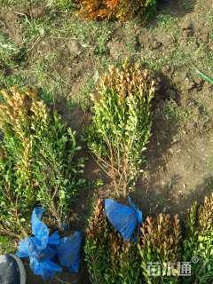 高度30厘米瓜子黄杨