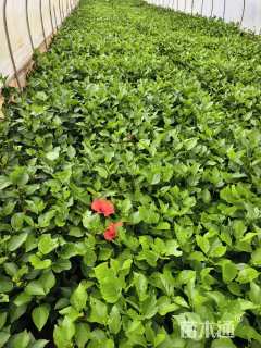 高度25厘米木槿