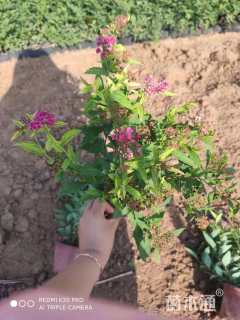 高度20厘米粉花绣线菊