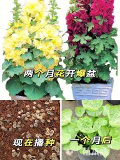 蜀葵种子蜀葵种子