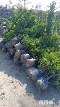 高度180厘米火山榕