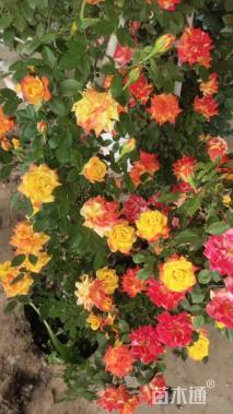 高度180厘米月季