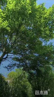 26公分朴树