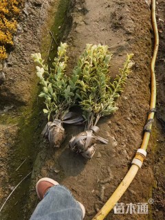 高度45厘米金边黄杨