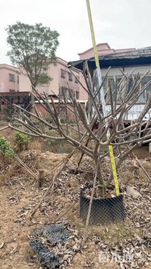 9公分红花鸡蛋花